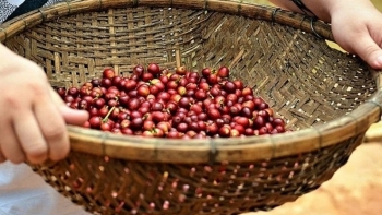 Giá cà phê hôm nay 13/4: Đồng loạt tăng
