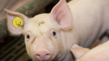 Giá thịt lợn hôm nay 13/4: Điều chỉnh trái chiều