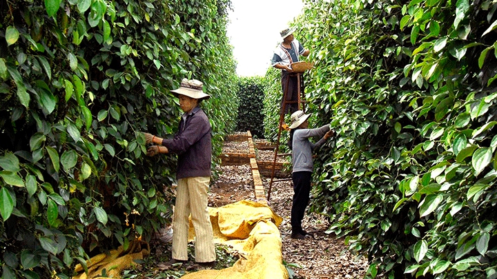Xuất khẩu hồ tiêu tăng mạnh trong tháng 3