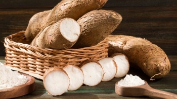 Xuất khẩu sắn lát 2 tháng đầu năm 2021 tăng mạnh