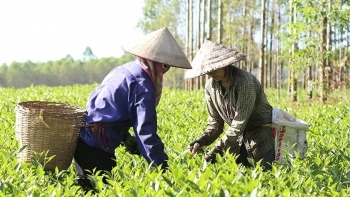 Xuất khẩu chè đạt 26 nghìn tấn, thu về 41 triệu USD trong quý I