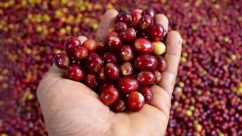 Giá cà phê hôm nay 14/4: Tiếp tục tăng nhẹ