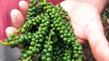 Giá hồ tiêu hôm nay 14/4: Giảm nhẹ 500 đồng/kg