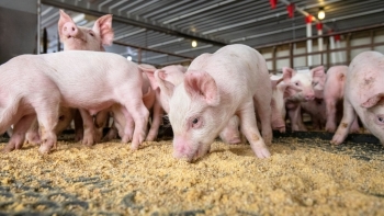 Giá thịt lợn hôm nay 14/4: Giảm nhẹ trên cả 3 miền