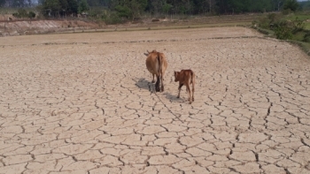 Phòng, chống hạn hán, thiếu nước sản xuất nông nghiệp và dân sinh mùa khô năm 2021