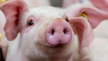 Giá lợn hơi trong tháng 3 đồng loạt giảm ở cả ba miền