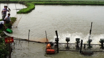 Bắc Ninh: Toàn tỉnh có 75ha diện tích nuôi cá theo tiêu chuẩn VietGAP