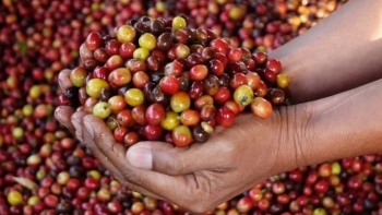 Giá cà phê hôm nay 15/4: Tăng trung bình 400 - 500 đồng/kg