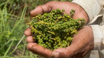 Giá hồ tiêu hôm nay 15/4: Tiếp tục giảm