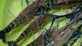 Bảo hộ chỉ dẫn địa lý cho tôm càng xanh "Bến Tre"