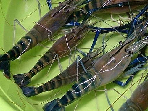 Bảo hộ chỉ dẫn địa lý “Bến Tre” Cho sản phẩm tôm càng xanh