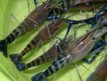 Bảo hộ chỉ dẫn địa lý cho tôm càng xanh "Bến Tre"