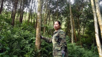 Bắc Kạn là địa phương có độ che phủ rừng cao nhất cả nước