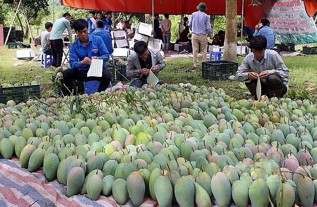 Giai đoạn 2021 - 2025, tổng sản phẩm trái cây xuất khẩu phấn đấu đạt trên 140.000 tấn