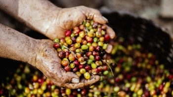 Giá cà phê hôm nay 16/4: Quay đầu giảm