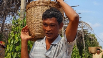 Giá hồ tiêu hôm nay 16/4: Giảm sâu