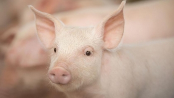 Giá thịt lợn hôm nay 16/4: Nhích nhẹ ở một vài địa phương