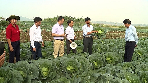 Mô hình rau mới bắp cải Green Haya TN690 (TN690) tại thôn Liên Ấp, xã Việt Đoàn.huyện Tiên Du