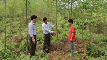 Lào Cai: Xây dựng mô hình trồng rừng và chiết xuất tinh dầu cây màng tang