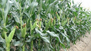 Quảng Bình: Đánh giá Mô hình thử nghiệm sản xuất giống ngô mới ADI668