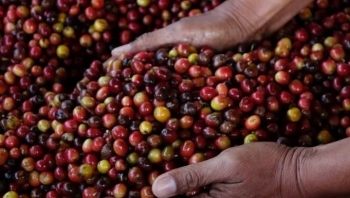 Giá cà phê hôm nay 17/4: Giảm trung bình 200 đồng/kg