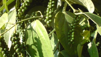 Giá hồ tiêu hôm nay 17/4: Chưa dứt đà giảm