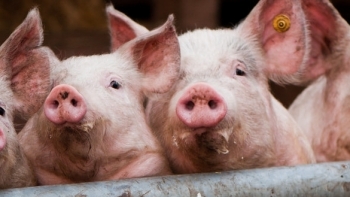 Giá thịt lợn hôm nay 17/4: Điều chỉnh nhẹ trên cả 3 miền