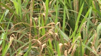 Bạc Liêu: Ban hành Kế hoạch phòng trừ một số loại bệnh gây hại trên lúa năm 2021