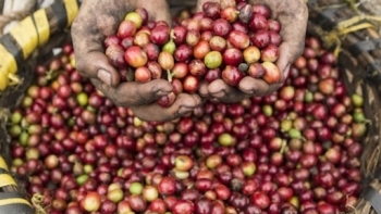 Giá cà phê hôm nay 19/4: Giữ ổn định