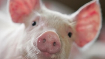 Giá thịt lợn hôm nay 19/4: Điều chỉnh trái chiều trên cả 3 miền