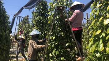 Dự kiến sản lượng hồ tiêu có thể giảm tới 30%