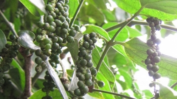 Giá hồ tiêu hôm nay 19/4: Tiếp tục đi ngang