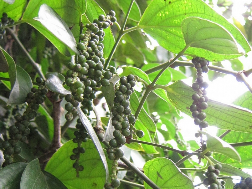 Giá hồ tiêu hôm nay 19/4: Tiếp tục đi ngang