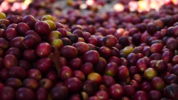 Giá cà phê hôm nay 20/4: Tăng trở lại