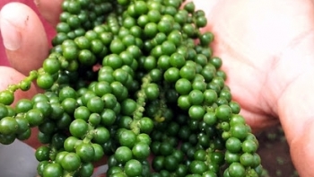 Giá hồ tiêu hôm nay 20/4: Đi ngang phiên thứ 3 liên tiếp