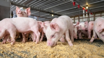 Giá thịt lợn hôm nay 20/4: Đồng loạt giảm tại 3 nhiều địa phương
