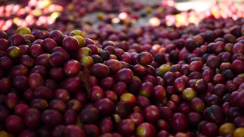 Giá cà phê hôm nay 20/4: Tăng trở lại