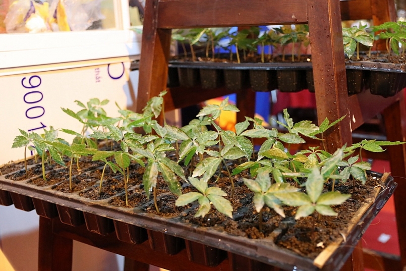 Quảng Nam: Hỗ trợ doanh nghiệp nâng cao năng suất và chất lượng sản phẩm, hàng hóa