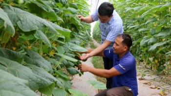 Phú Thọ: Bảo đảm an toàn thực phẩm trong lĩnh vực nông nghiệp năm 2021