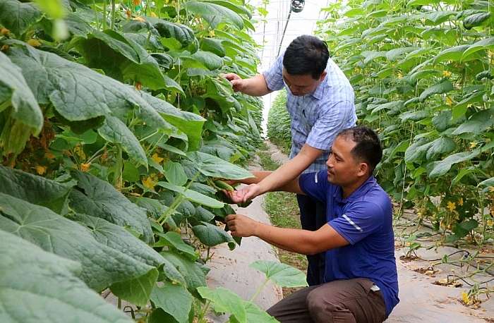 dưa leo trong nhà lưới theo hướng VietGap đảm bảo chất lượng sản phẩm, nâng cao hiệu quả kinh tếdưa leo trong nhà lưới theo hướng VietGap đảm bảo chất lượng sản phẩm, nâng cao hiệu quả kinh tế dưa leo trong nhà lưới theo hướng VietGap đảm bảo chất lượng sản phẩm, nâng cao hiệu quả kinh tếdưa leo trong nhà lưới theo hướng VietGap đảm bảo chất lượng sản phẩm, nâng cao hiệu quả kinh tế