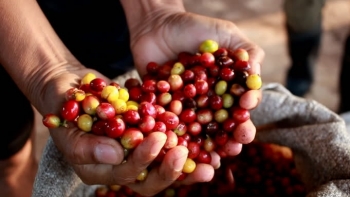 Giá cà phê hôm nay 21/4: Đồng loạt tăng