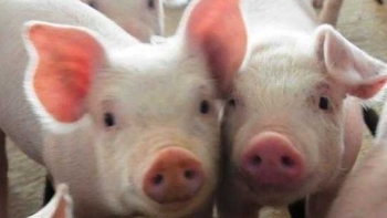 Giá thịt lợn hôm nay 21/4: Đồng loạt giảm trên cả 3 miền