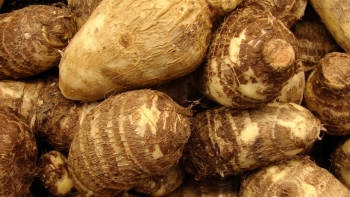 Yên Bái: Phê duyệt Dự án “Xây dựng mô hình liên kết sản xuất khoai sọ” ở Trạm Tấu