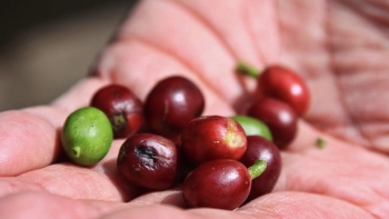 Giá cà phê hôm nay 22/4: Tăng nhẹ