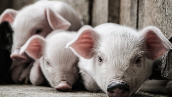 Giá thịt lợn hôm nay 22/4: Tiếp tục giảm trên cả 3 miền