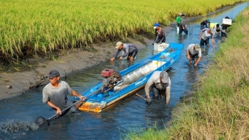 Bạc Liêu: Xây dựng, phát triển chuỗi cung ứng tôm - lúa bền vững