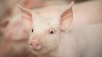 Giá thịt lợn hôm nay 23/4: Tiếp tục giảm nhẹ