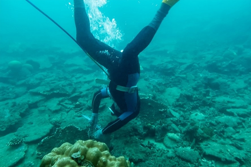 Bà Rịa-Vũng Tàu: Phục hồi thành công san hô tại Côn Đảo