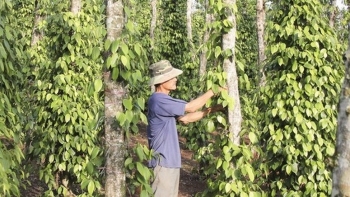 Giá hồ tiêu hôm nay 25/4: Giảm sâu trong tuần qua