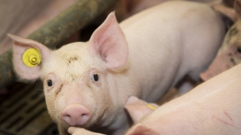 Giá thịt lợn hôm nay 25/4: Cao nhất 74.000 đồng/kg